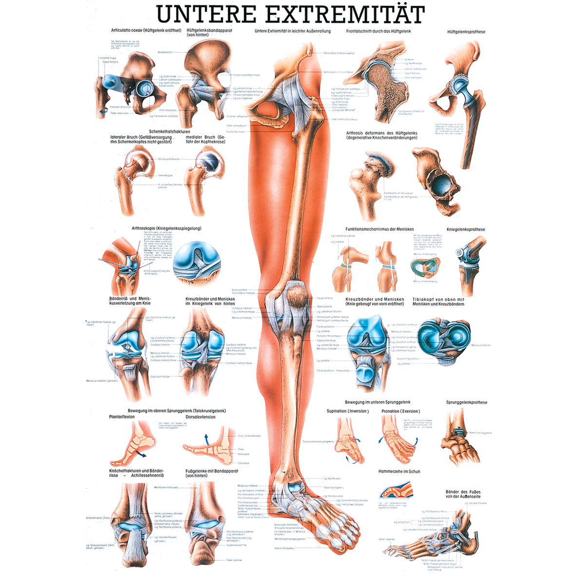 Anatomische Lehrtafel "Die untere Extremität 34 x 24"